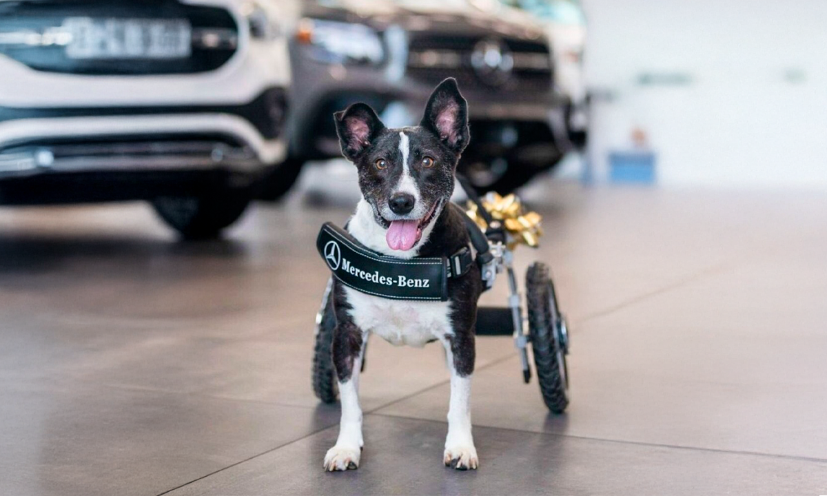 Mercedes-Benz ayuda a perrito sin patas